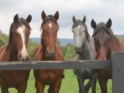 Four horses at a fence by Lucia Macedo on Unsplash