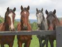 Four horses at a fence by Lucia Macedo on Unsplash