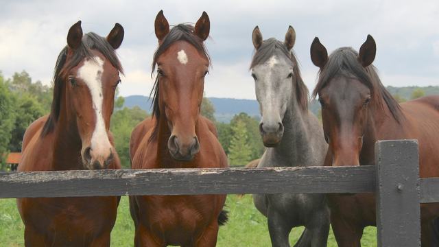 Four horses at a fence by Lucia Macedo on Unsplash
