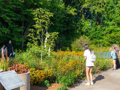 Pollinator Garden Visitors