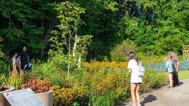 Pollinator Garden Visitors