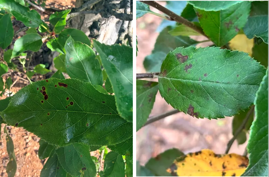 The photo on the left shows early symptoms of frogeye leaf spot on apple leaves. The photo on the right shows early symptoms of apple blotch.