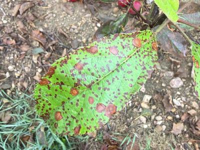Symptoms of Frogeye Leaf Spot on young 'Rome Beauty' apple leaves
