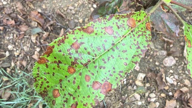 Symptoms of Frogeye Leaf Spot on young 'Rome Beauty' apple leaves
