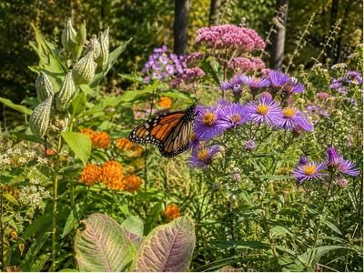 Orange-and black Monarch butterfly surrounded by many different colored flowers the butterfly has landed on a purple flower with a yellow center