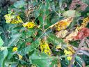 Symptoms of Glomerella leaf spot on apple leaves