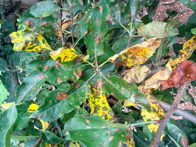 Symptoms of Glomerella leaf spot on apple leaves