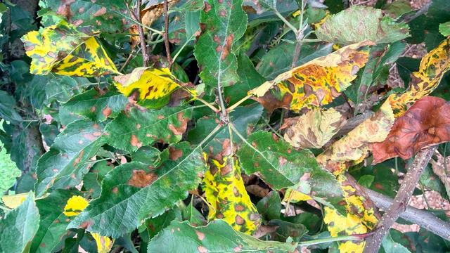Symptoms of Glomerella leaf spot on apple leaves