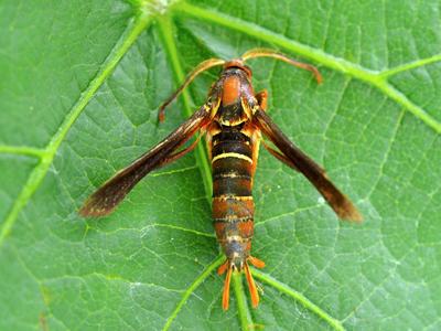ADULT GRAPE ROOT BORER on top of a leaf