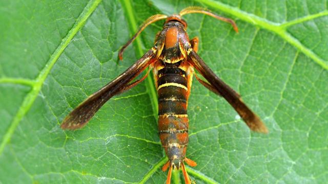 ADULT GRAPE ROOT BORER on top of a leaf