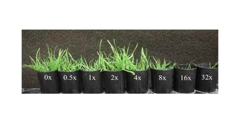 Eight pots of annual bluegrass with different doses of herbicide from 0x to 32x