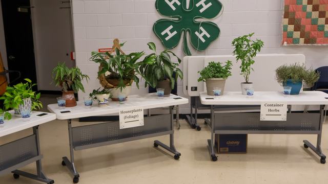 multiple potted plants displayed on white plastic tables at a garden show