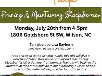 GARDEN TALK: Pruning & Maintaining Blackberries
Monday, July 20th at 4pm
Wilson Botanical Gardens: 1806 Goldsboro St S SW, Wilson, NC 27893)