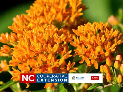 orange plant on a green background