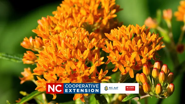 orange plant on a green background
