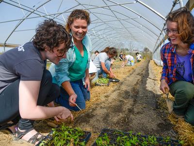 Group of people plant seedlings together in a high tunnel greenhouse, working side by side in garden rows.