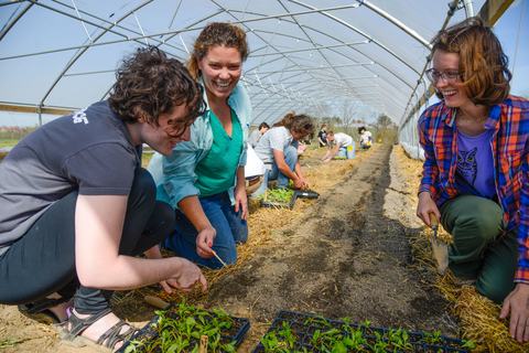Group of people plant seedlings together in a high tunnel greenhouse, working side by side in garden rows.