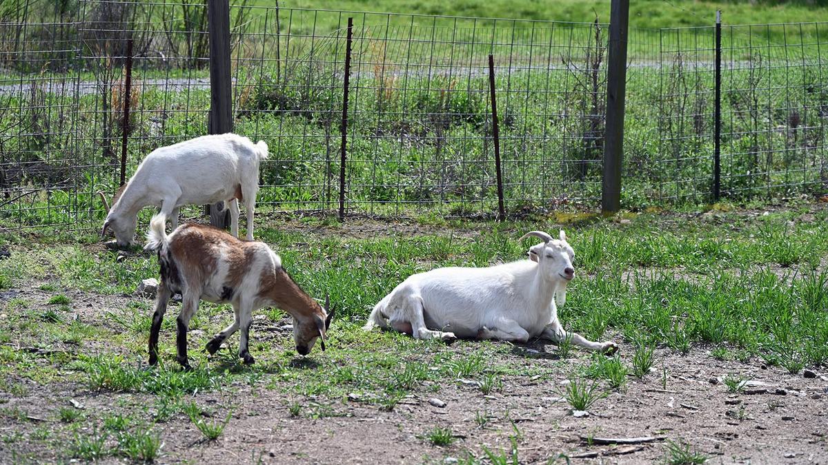 Three goats in a field at a farm in Durham County