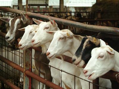 Dairy Goats