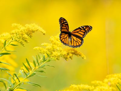 Goldenrod and butterfly
