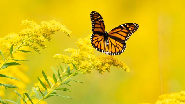 Goldenrod and butterfly