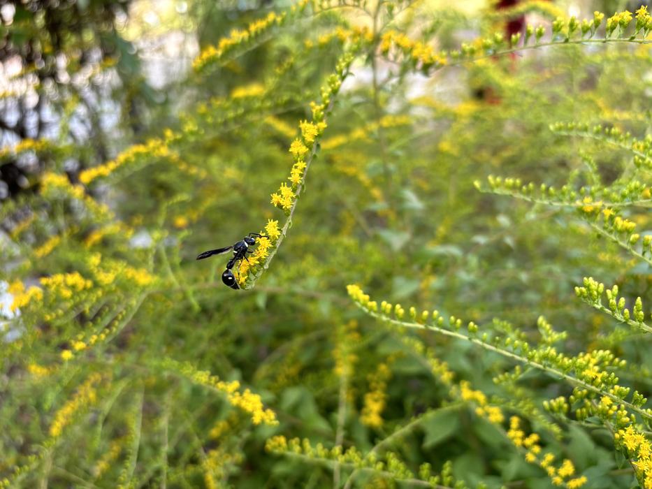 Goldenrod is a big hit with pollinators in the fall. Photo courtesy of Amy Mead
