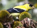 Close up of a goldfinch on coneflower seedhead with seed in his mouth