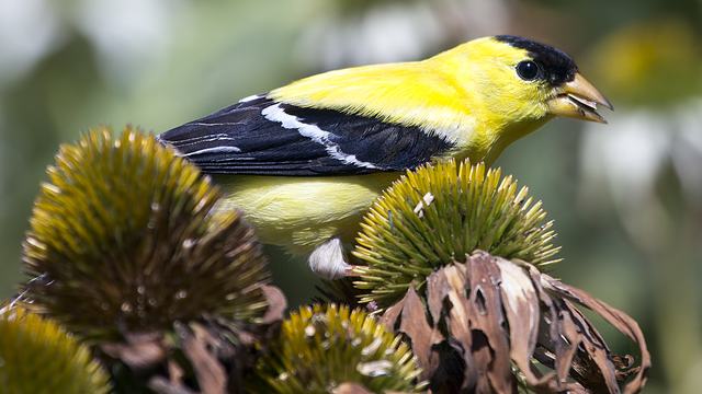 Close up of a goldfinch on coneflower seedhead with seed in his mouth