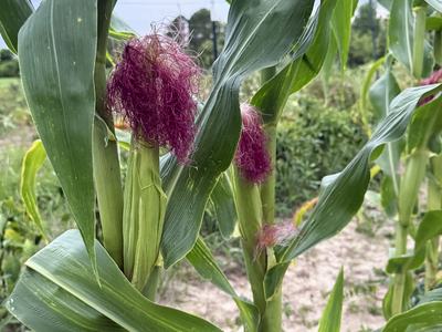 Corn growing in a warm season garden