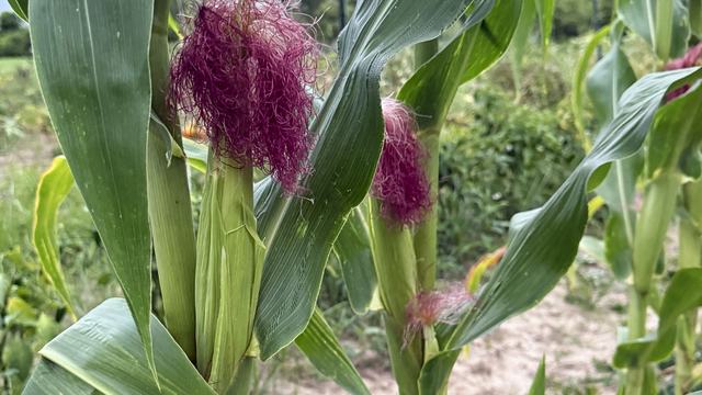 Corn growing in a warm season garden