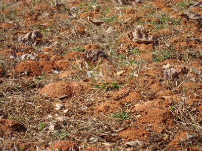 Mounds in turf from bees