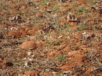 Mounds in turf from bees