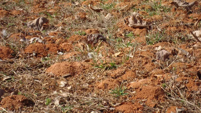 Mounds in turf from bees