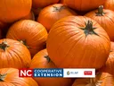 a group of orange pumpkins
