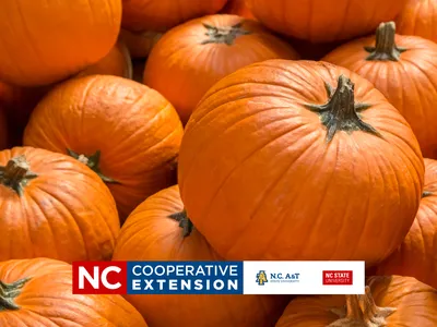 a group of orange pumpkins