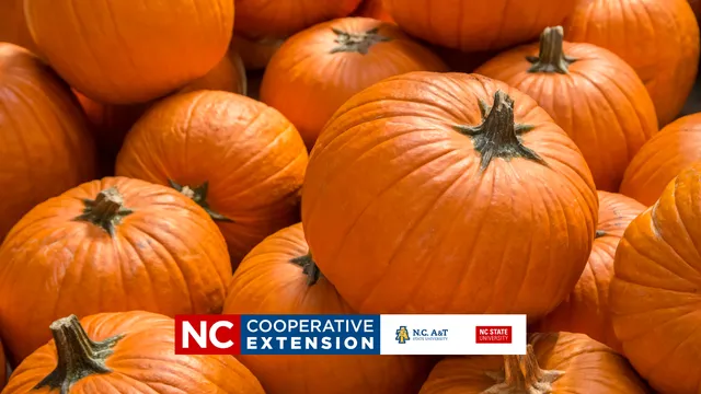 a group of orange pumpkins
