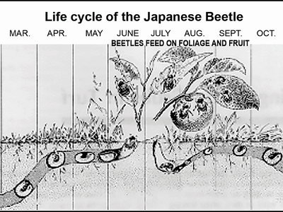 chart showing the life cycle of Japanese beetles during each month of the year.