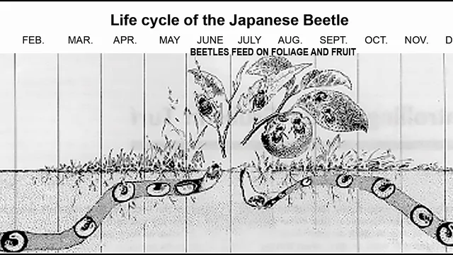 chart showing the life cycle of Japanese beetles during each month of the year.