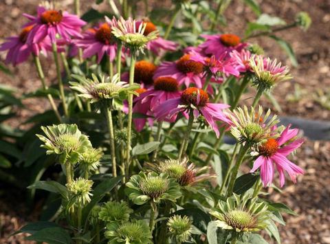 Aster yellows on coneflower