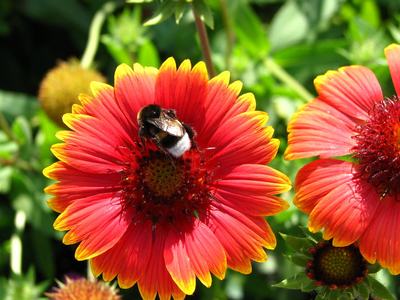 Pollinator on Blanket flower