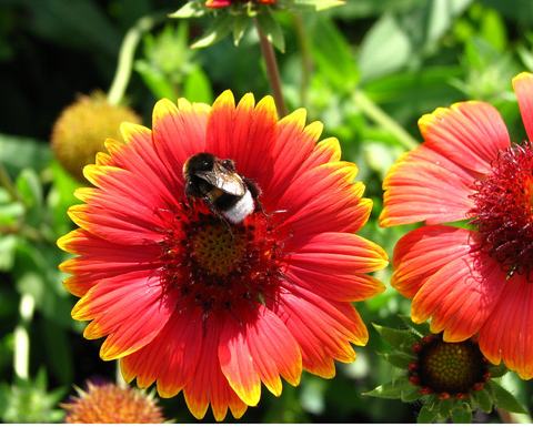 Pollinator on Blanket flower