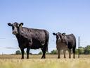 Black Angus Cow-Calf Pair