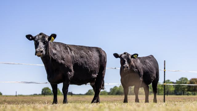 Black Angus Cow-Calf Pair