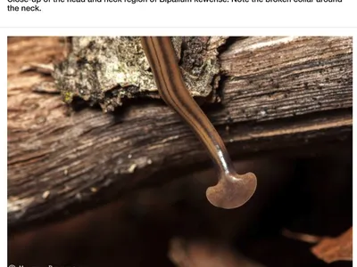 Photo of Hammerhead Worm