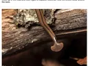 Photo of Hammerhead Worm