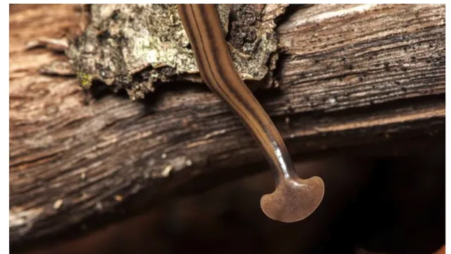Photo of Hammerhead Worm
