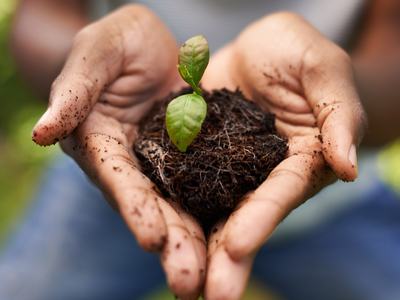 Hands hold a small plant seedling growing in rich soil, representing early-stage plant growth.