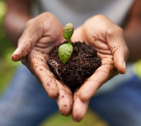 Hands hold a small plant seedling growing in rich soil, representing early-stage plant growth.