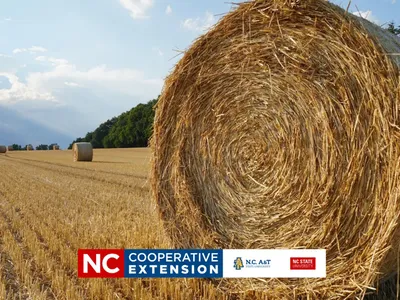 Round bales of hay in a field
