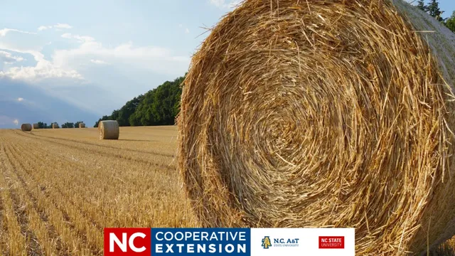 Round bales of hay in a field
